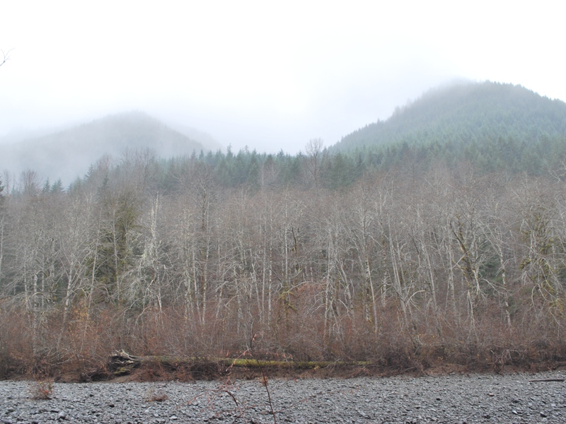 Capitol State Forest, a Washington State Forest located near Centralia