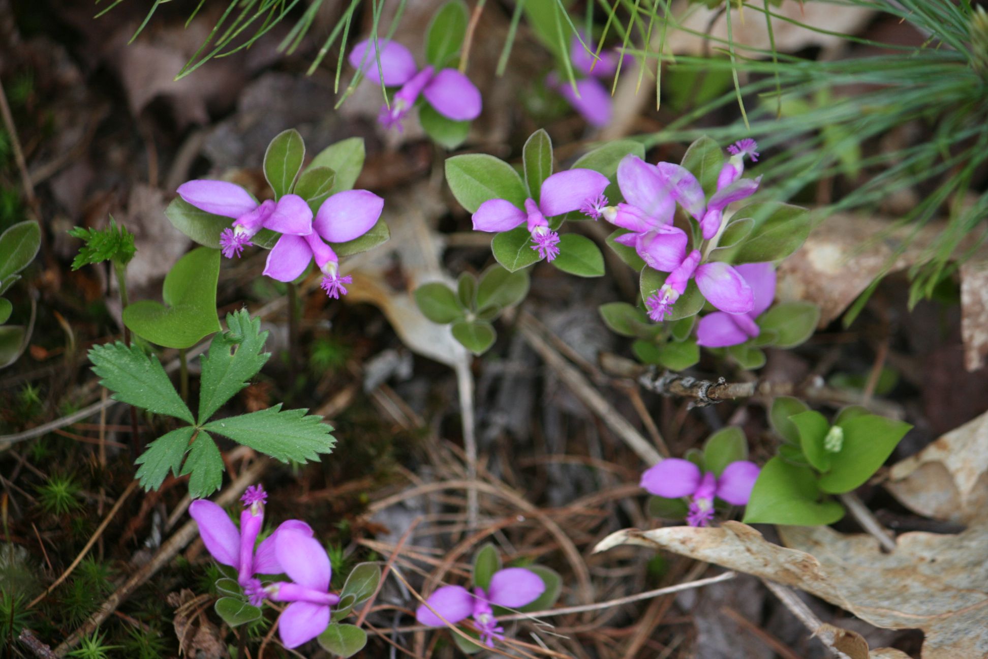Otter River State Forest, a Massachusetts State Forest located near