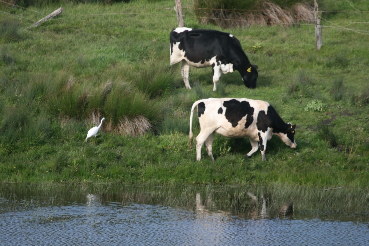 Edwin B Forsythe National Wildlife Refuge, a New Jersey National